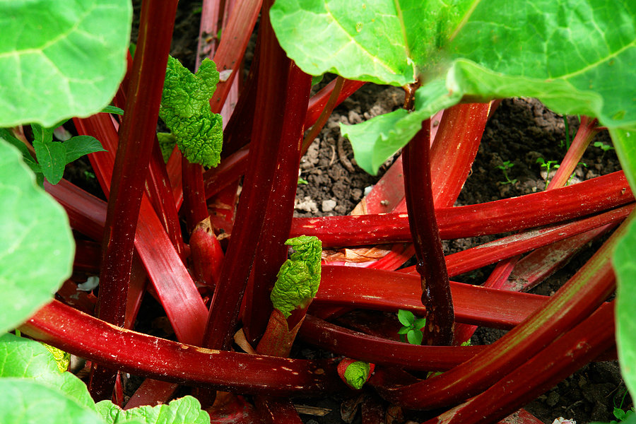 RHUBARB CANADA RED (1/pack) – Golden Acre Home & Garden